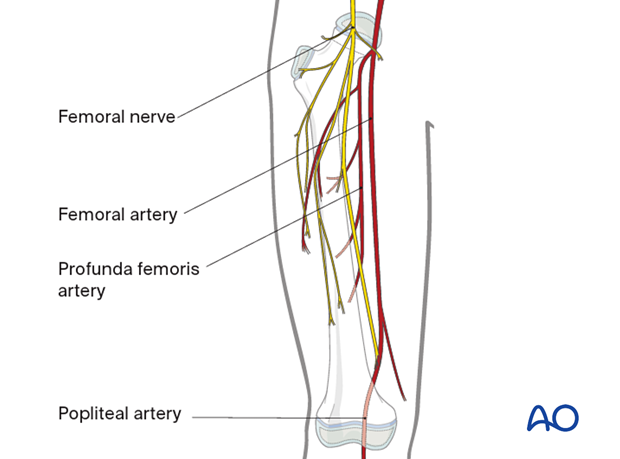 Neurovascular structures around the femur